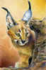 Caracal Kitten